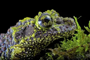 Camouflaged Amphibian Drucke: Mossy frog (Theloderma corticale)
