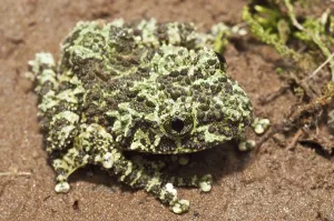 Vietnamese Mossy Frog Drucke: The Mossy Frog (Theloderma corticale)
