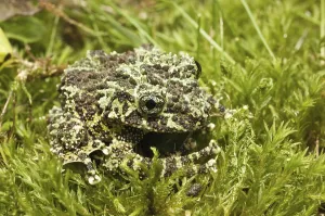 Vietnamese Mossy Frog Drucke: The Mossy Frog (Theloderma corticale)