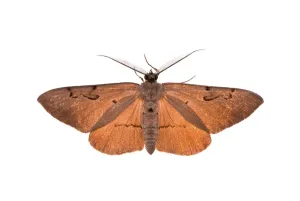 Insect Close Up Shots Drucke: Moth in bright backlight