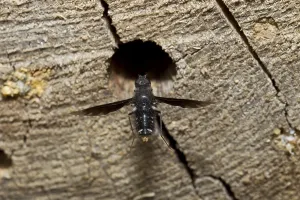 Flying Insects Drucke: Mourning hover, Anthrax anthrax, fly