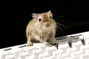 Personal Computer Hardware Drucke: Mouse and computer