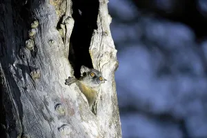 Mausmaus (Microcebus), schaut aus einem gespaltenen Baum heraus.