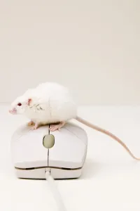 Computer Virus Protection Drucke: Mouse and mouse