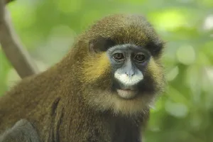 Old World Monkey Portrait Drucke: Moustached guenon (Cercopithecus cephus)