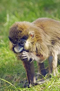 Mammal Feeding Behavior Drucke: Moustached guenon (Cercopithecus cephus)