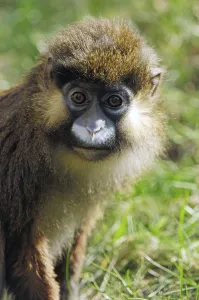Mammal Head Shot Drucke: Moustached guenon (Cercopithecus cephus)
