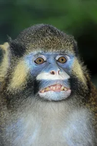 Captive Animal Head Shot Drucke: Moustached Guenon or Moustached Monkey (Cercopithecus cephus)
