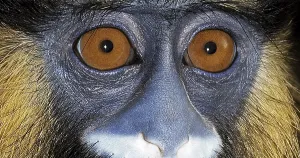 Gerahmter Druck : Mundaffen (Cercopithecus cephus) oder Mundaffe Gerahmter Druck : Mundaffen (Cercopithecus cephus) oder Mundaffe