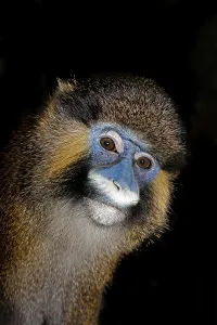 Mammalian Head Shot Drucke: MOUSTACHED MONKEY (cercopithecus cephus) OR MUSTACHED MONKEY