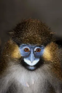 Deserted Landscape Animal Photo Drucke: MOUSTACHED MONKEY (cercopithecus cephus) OR MUSTACHED MONKEY