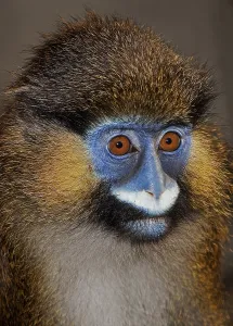 African Animal Portrait Drucke: MOUSTACHED MONKEY (cercopithecus cephus) OR MUSTACHED MONKEY