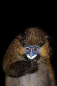 One Animal Portrait Photography Drucke: MOUSTACHED MONKEY (cercopithecus cephus) OR MUSTACHED MONKEY EATING AGAINST BLACK BACKGROUND