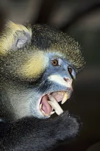 Animal Portrait Africa Drucke: Moustached Monkey, Moustached Guenon (Cercopithecus cephus) Monkey