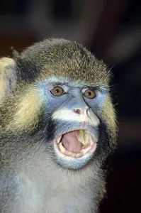 Mammalian Head Shot Drucke: Moustached Monkey, Moustached Guenon (Cercopithecus cephus) Monkey