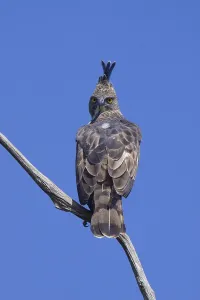 Sri Lankan Wildlife Photography Drucke: Mutable Bonelli's Eagle, Youth