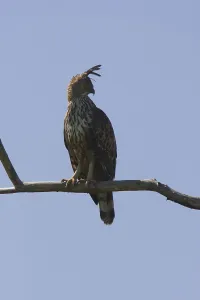 Accipitridae Birds Of Prey Drucke: Mutable Hawk Eagle, Sri Lanka