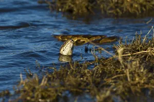 Constrictor Snake Species Drucke: Natal Rock Python (Python natalensis)
