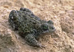 Batrachian Wildlife Drucke: Natterjack Toad