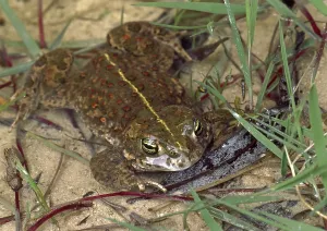 Bufo Calamita Drucke: Natterjack Toad