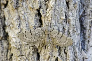 Wild Animal Camouflage Techniques Drucke: Netted Pug (Eupithecia venosata)
