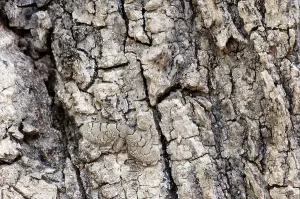 Camouflaged Animal Images Drucke: Netted Pug (Eupithecia venosata)