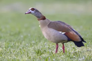 Egyptian Goose Habitat Drucke: Nilgans
