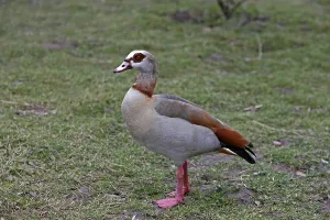 Wild Animal Fauna Drucke: Nilgans