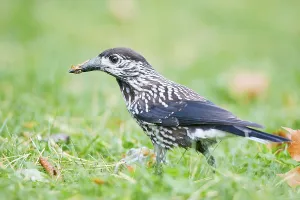 Searching For Food In Nature Drucke: Nutcracker