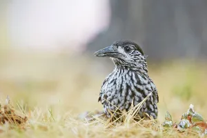 Foraging Bird Species Drucke: Nutcracker