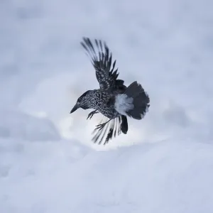 Corvids In Natural Environment Drucke: Nutcracker in flight in side view in front of snow