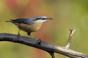 Nature Conservation Efforts Drucke: Nuthatch