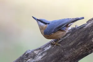 Eurasian Nuthatches In Nature Drucke: Nuthatch