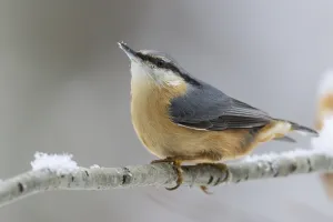 Songbird Natural Environment Drucke: Nuthatch