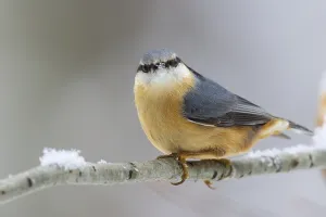 Passerine Bird Species Photo Drucke: Nuthatch