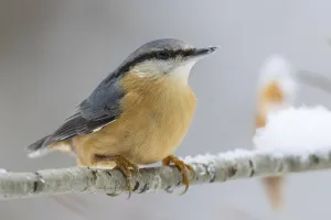 Eurasian Nuthatch Photography Drucke: Nuthatch