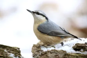 Wildlife Photography In Winter Drucke: Nuthatch