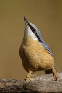 Ecofriendly Bird Feeder Drucke: Nuthatch