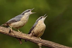 Animal Welfare Germany Drucke: Nuthatch