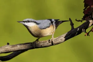 Deserted Bird Feeder Drucke: Nuthatch