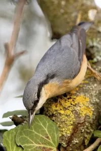 Eco Friendly Bird Feeders Drucke: Nuthatch