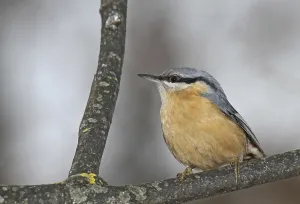 Wood Nuthatch Images Drucke: Nuthatch