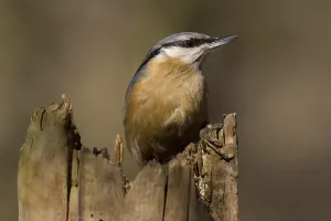 Birds In Wild Nature Drucke: Nuthatch