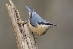 Tree Branch Wildlife Drucke: Nuthatch