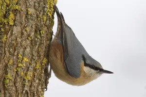 Wood Nuthatch Habitat Drucke: nuthatch
