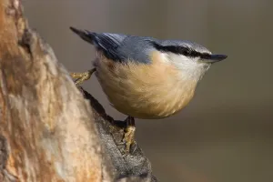 Wood Nuthatch Habitat Drucke: nuthatch