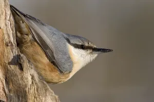 Wild Animal Fauna Drucke: nuthatch