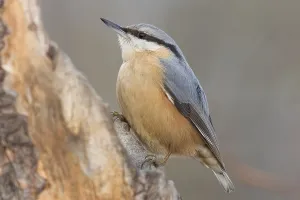 Natural Environments Photos Drucke: nuthatch
