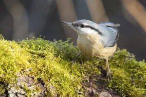 Wood Nuthatch Habitat Drucke: nuthatch