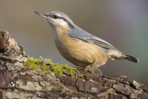 Oscine Bird Images Drucke: nuthatch